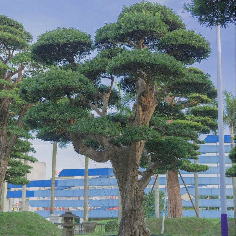 百万级进口罗汉松花卉工程绿化乔木园林苗木采购基地庭院造景树