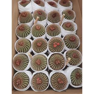 基地直供 家居花卉植物盆栽花卉绿植仙人球植物南国玉