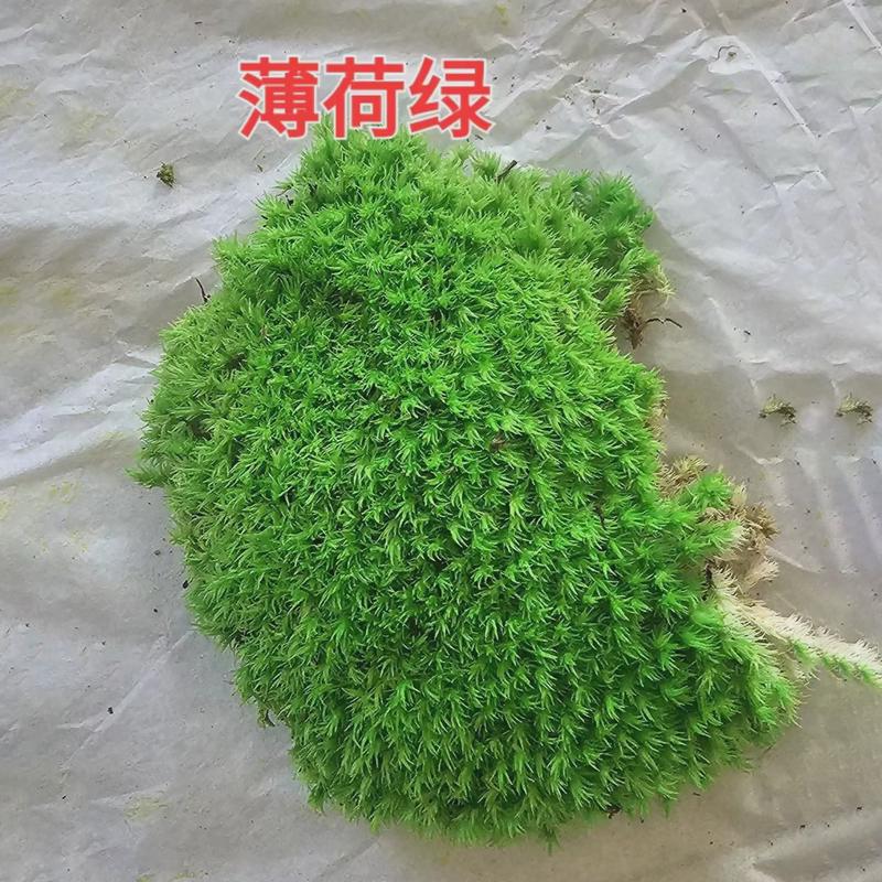 永生园林藓仿真草坪地毯绿植墙庭院铺面diy白发建设微景观东南亚