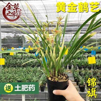 兰花苗皎月春兰边草铭品金边线艺春季带花苞室内绿植物花卉盆栽