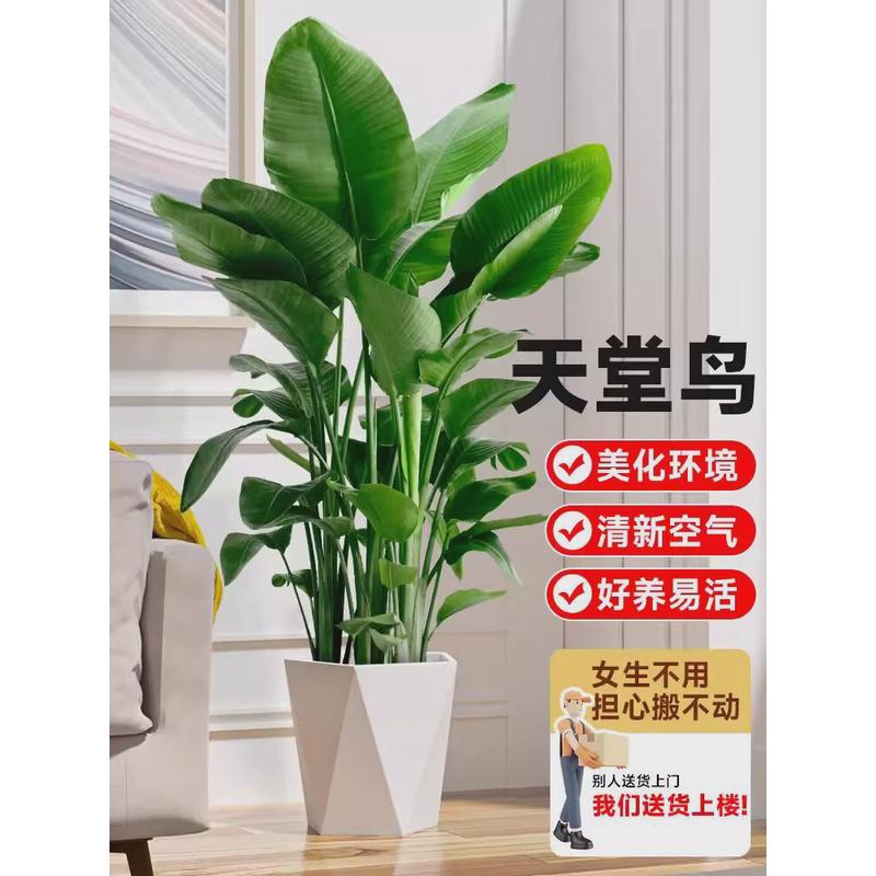 天堂鸟盆栽客厅绿植大型办公新房好养活室内家用大叶植物花鹤望兰