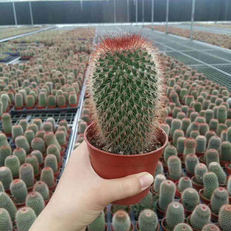 【基地直供】绿植盆栽居家猩猩仙人球多肉植物花卉绿植丸