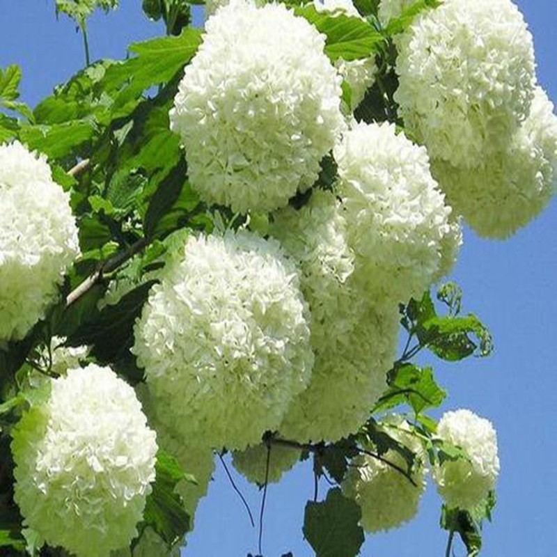 木本绣球树苗木绣球苗琼花树苗琼花绣球树苗八仙绣球花苗绣球树苗