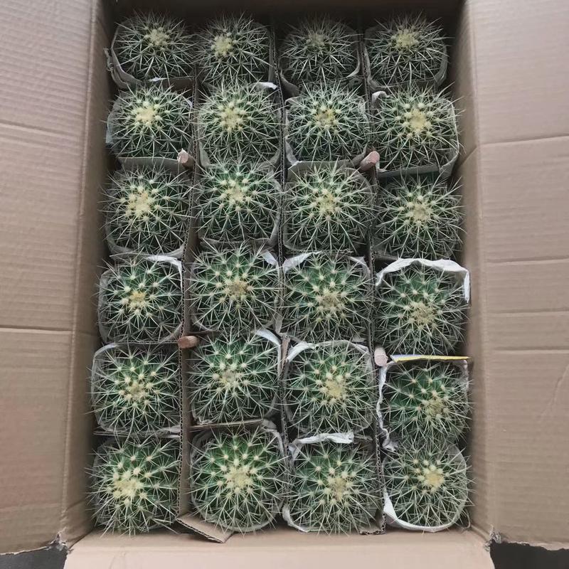 24装沙生虎昆明虎美虎仙人球仙人掌多肉植物景观造景盆栽景观金植