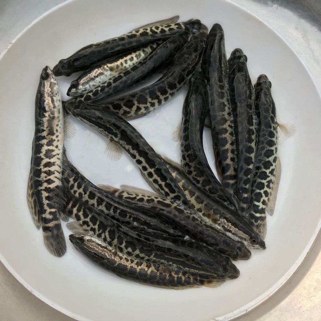 殖黑鱼苗优质生鱼乌鱼苗淡水好养杂交财鱼苗乌鳢鱼苗包活黑鱼鱼苗