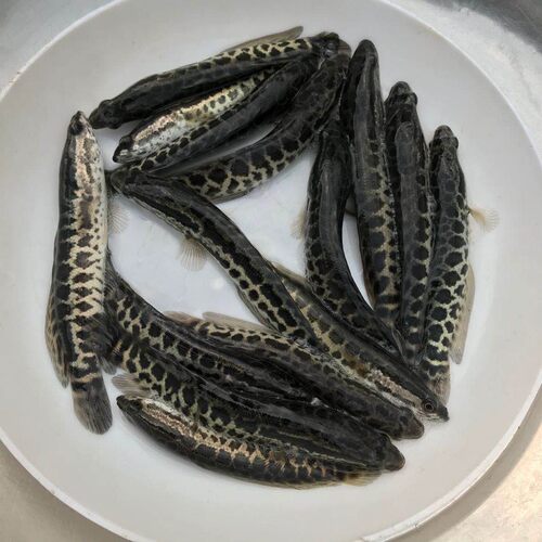 殖黑鱼苗优质生鱼乌鱼苗淡水好养杂交财鱼苗乌鳢鱼苗包活黑鱼鱼苗
