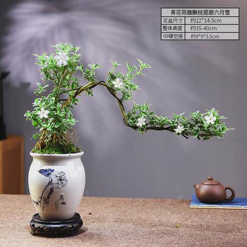 飘枝六月雪盆栽提跟室内绿植盆栽桌面好养植物中式盆景摆件古风