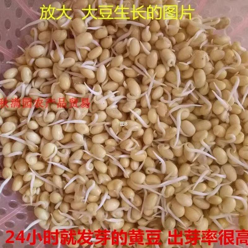 发豆芽新黄豆生黄豆芽专用黄豆非转基因中黄豆农家自种满1斤包邮