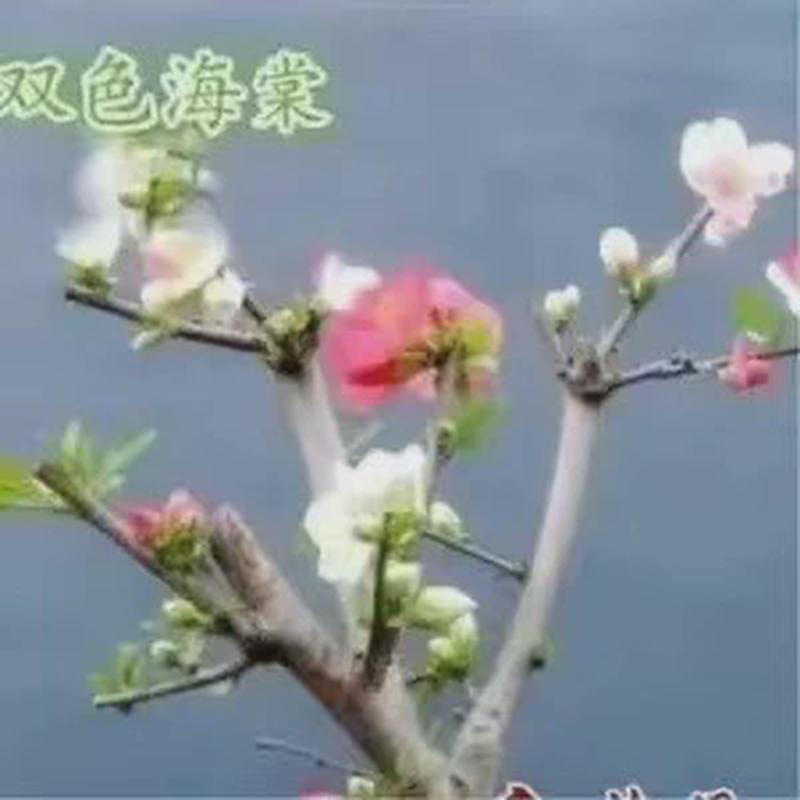 高杆西府耐寒花卉丝北美海棠花苗地栽盆栽庭院海棠树植物垂木本花