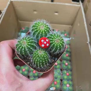 基地直供 仙人球多肉盆栽花卉居家绿植植物多头小银光