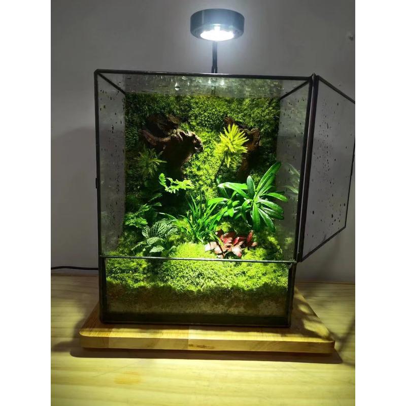 几何玻璃花房小型鱼缸桌面雨林缸微景观生态森林盒真实苔藓绿植物
