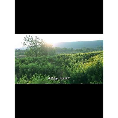 速发山楂干官方旗舰店空心开无添加级正宗特泡水鸡内胃金健无糖儿