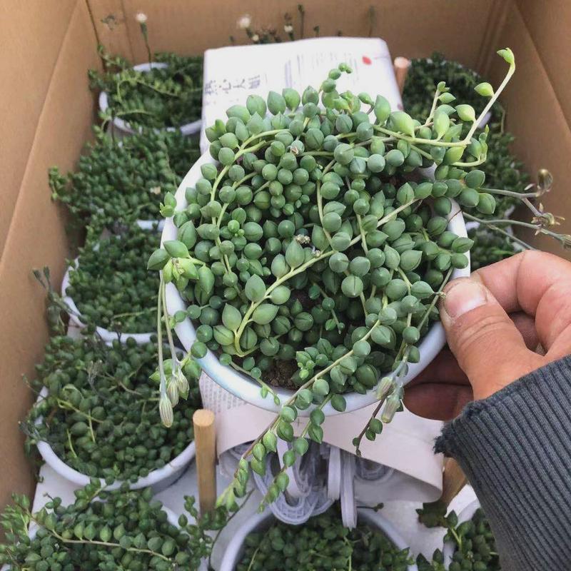 【基地直供】小盆栽居家室内多肉植物仙人球植物情人泪