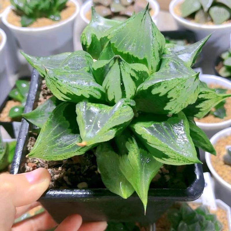 大母本裹般若玉露十二卷多肉植物盆栽桌面室内好养13公分