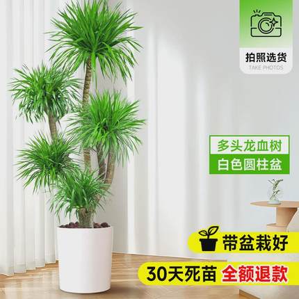 龙血树客厅绿植多头龙须树真大型旺宅树落地式大号室内盆栽花盆景