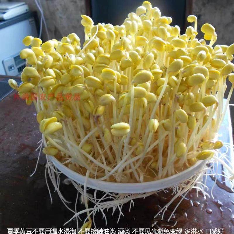 发豆芽新黄豆生黄豆芽专用黄豆非转基因中黄豆农家自种满1斤包邮