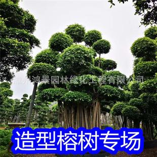 鸿景园林造型榕树盆景小叶榕榕桩头树桩景基地景观植物首选