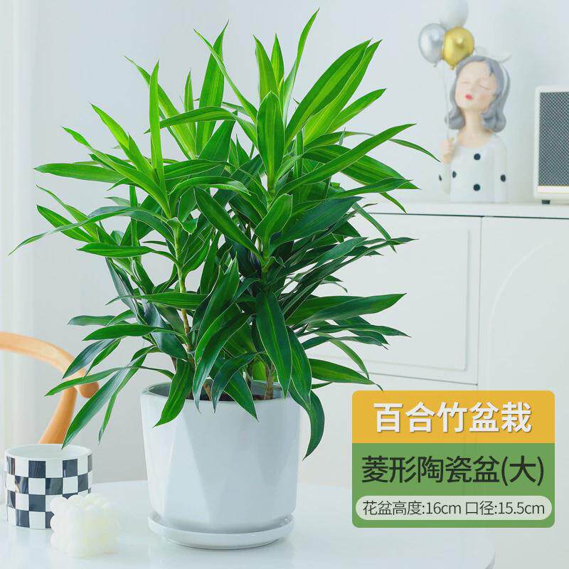 百合竹客厅绿植盆栽富贵竹花真室内桌面耐阴植物阳台花卉净化空气
