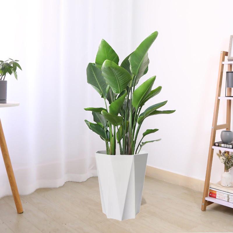 花卉大室内大型客厅绿植天堂鸟植物大叶办公室好养活四季鹤望兰