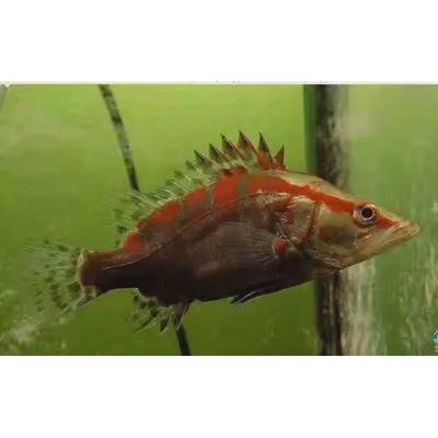 冷水凶猛鱼原生观赏鱼淡水长体鳜大眼鳜红纹鳜鱼斑鳜稀有鱼苗包邮