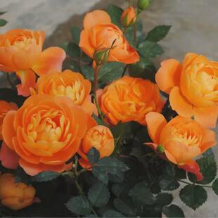 树状月季花苗庭院花卉阳台盆栽树形树桩大花浓香四季开棒棒糖玫瑰