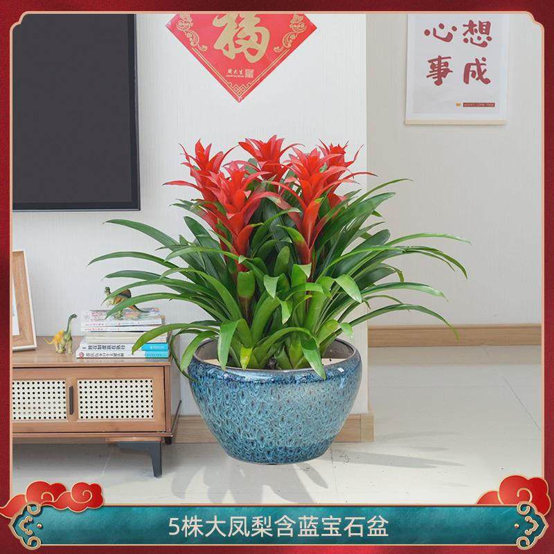 红运当头大盆景真花客厅室内大型绿植电视柜旁家养花卉植物寓意好,鲜花速递/花卉仿真/绿植园艺,绿植,淘宝优惠券,粉丝福利购,淘宝优惠卷