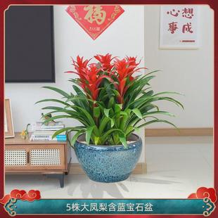 红运当头大盆景真花客厅室内大型绿植电视柜旁家养花卉植物寓意好