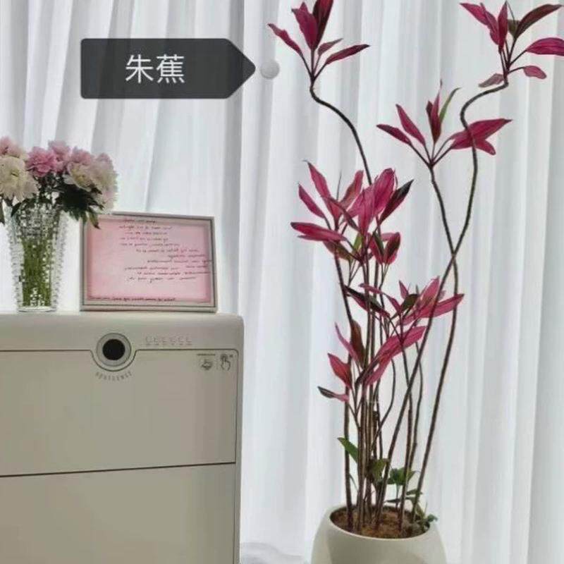 红叶朱净化空气客厅绿植室内去甲醛蕉大型盆栽红叶铁大棵网红植物