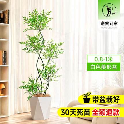 南天竹盆栽客厅真树绿植办公室内沙发边大型落地旺宅真花大号禄植