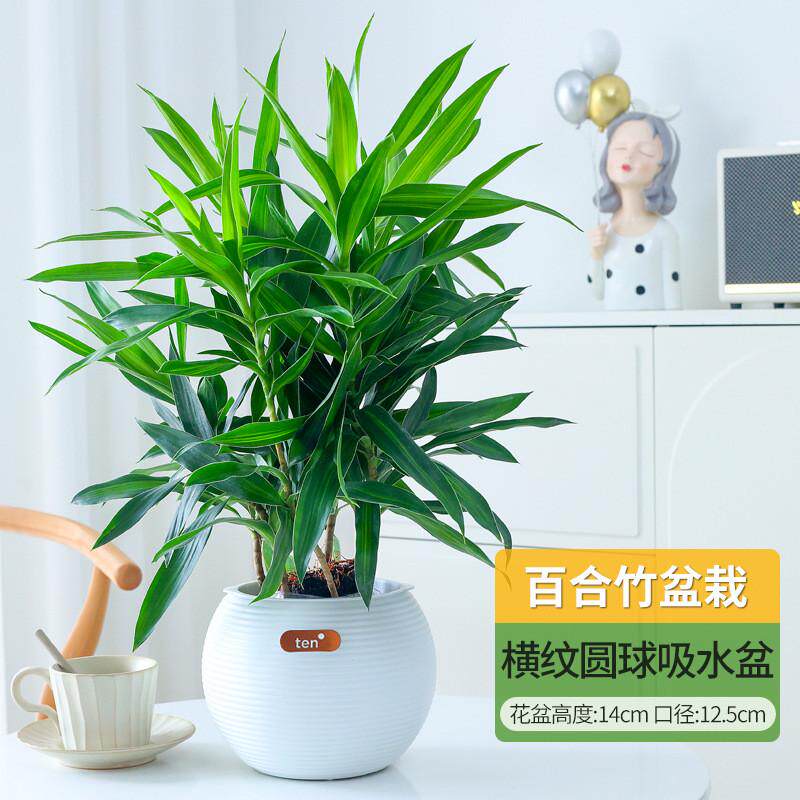 百合富贵竹客厅绿植盆栽竹室内真花桌面耐阴植物阳台花卉净化空气