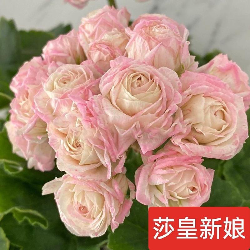 兽系天竺葵半兽伊曼纽尔莎皇新娘马赛梅尔森兽系劳拉马乔里