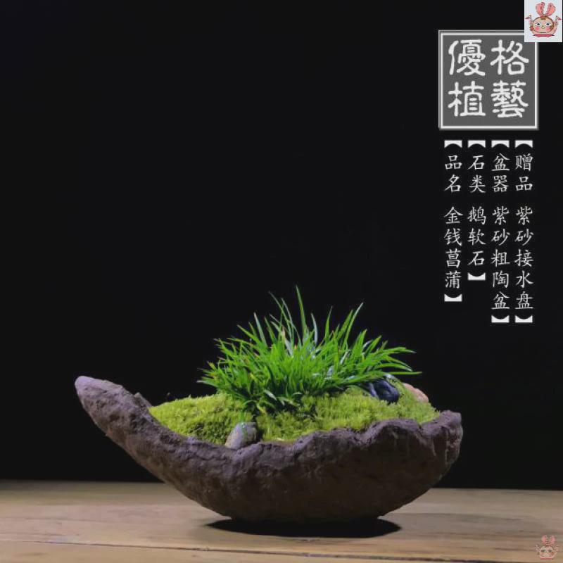 苔藓创意禅意室内日式文竹盆景菖蒲微型茶几盆栽茶桌小盆栽紫砂