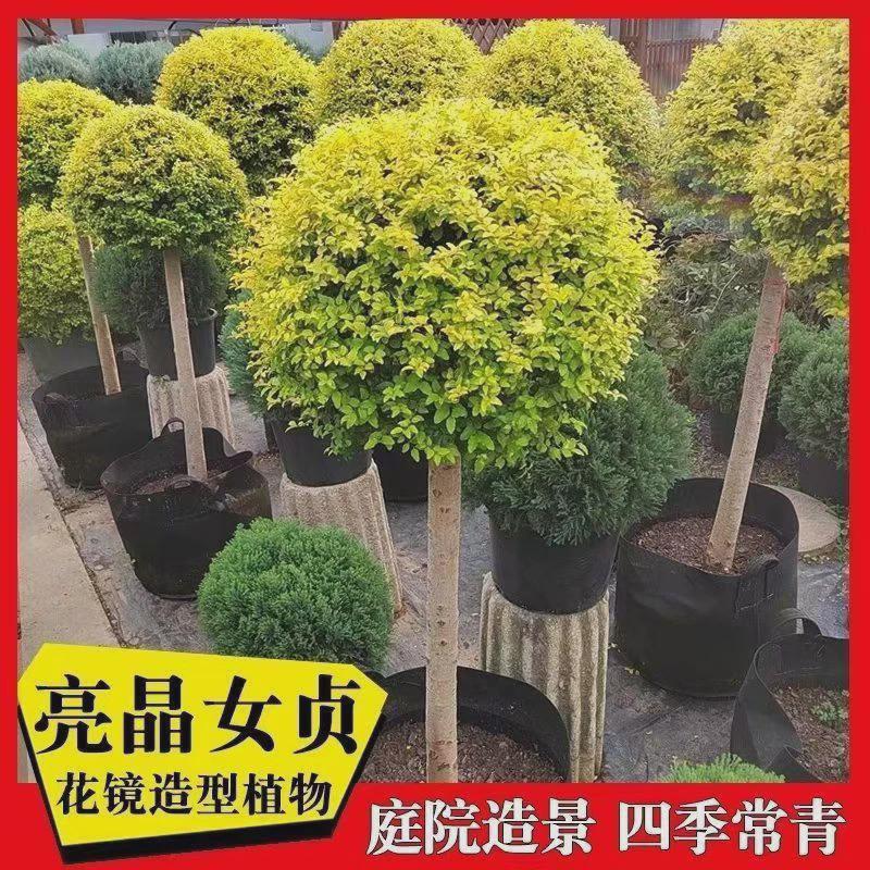 棒棒糖亮晶女贞别墅花池四季常青高杆小叶女贞庭院风景楼顶绿化