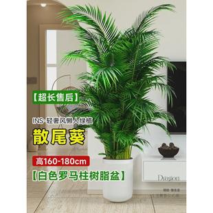 好养 散尾葵盆栽凤尾竹客厅办公室高级感落地大型绿植室内植物四季