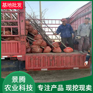 枣树裸当年结果10公分枣树大量有货处理根带土球均可枣树