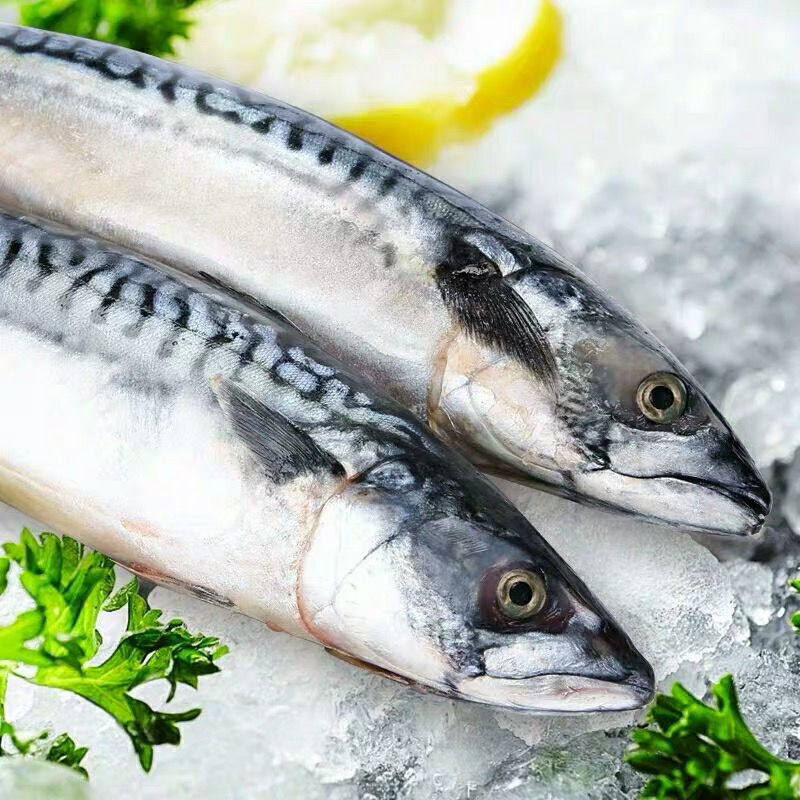 鲐鲅鱼青占鱼青鱼新鲜冷冻鲅鱼青花鱼马鲛鱼海鱼小鲅鱼燕鲭鱼鲐鱼