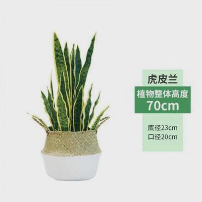 仿真植物盆景室内客厅大型落地假绿植摆设件金边虎尾兰虎皮兰盆栽