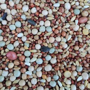 粮良德易a级观赏鸟玉米幼鸽鸽粮鸽子粮信鸽无食鸽子饲料50斤包邮