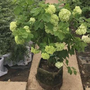 欧洲木绣球盆栽耐寒耐高温乔木植物庭院露台玫瑰花苗地栽花镜搭配