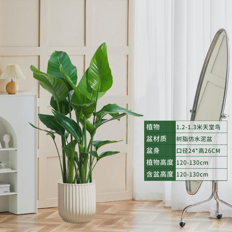 客厅放的大棵绿植老板办公室绿植落地好养活店铺大型绿植开业盆栽