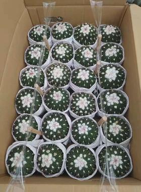 绿植基地直供】仙人球多肉绿植盆栽盆栽花卉居家【多棱玉