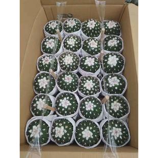 【基地仙人球】直供多肉绿植盆栽盆栽花卉居家绿植多棱玉