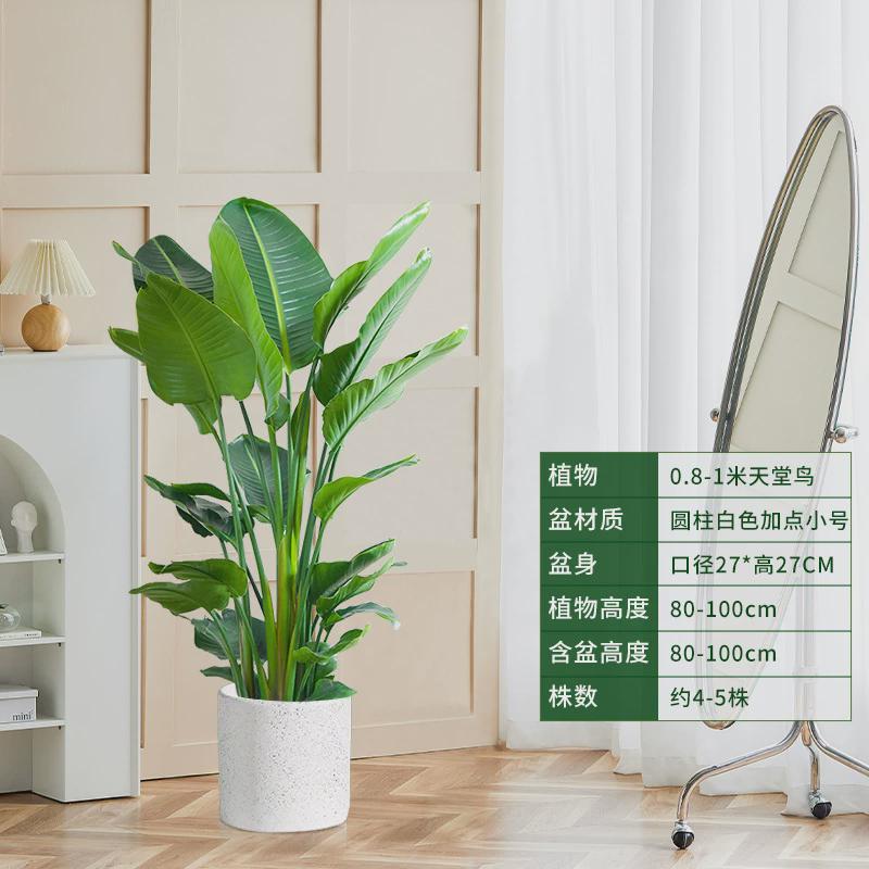 客厅放的大棵绿植老板办公室绿植落地好养活店铺开业绿植大型盆栽