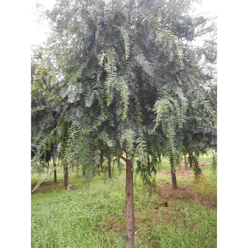 求购红豆健康造型南方红豆杉盆景曼地亚品种齐全杉树植物