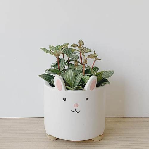 办公森鸟创意多肉仙人球桌面多肉室内小盆栽幼儿园新手好养防