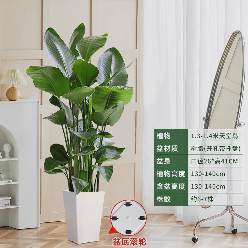 客厅放的大棵绿植老板落地绿植办公室好养活店铺开业绿植大型盆栽