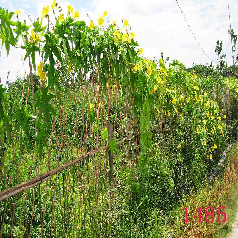 热销农村背景布直播间装饰道具乡村主播玉米地菜园子田园风外景背