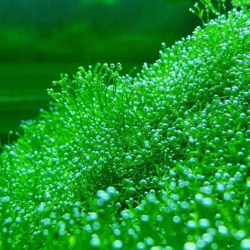 莫斯水草松茸三角火焰莫丝片摩丝鱼缸造景水族箱不锈钢定植片,家居饰品,户外/庭院摆件,淘宝优惠券,粉丝福利购,淘宝优惠卷