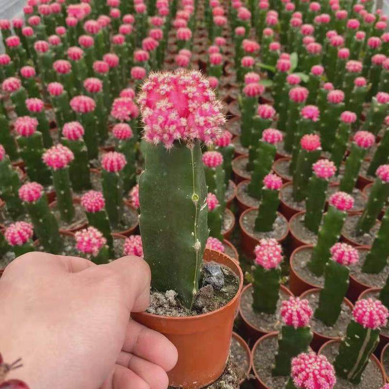 【基地】直供室内小盆栽花卉多肉植物仙人球盆栽胭脂牡丹,鲜花速递/花卉仿真/绿植园艺,绿植,淘宝优惠券,粉丝福利购,淘宝优惠卷