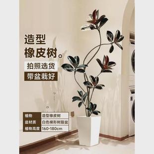 黑金刚橡皮树落地式大盆栽绿植办公室内大型植物客厅大号真花禄植